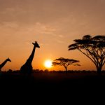 New York to Mombasa, Kenya for only $618 roundtrip
