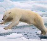 SUMMER: Non-stop from Oslo, Norway to the northern archipelago of Svalbard for only €80 roundtrip