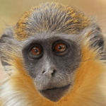 Monkeys found living at Fort Lauderdale airport are linked to 1948 zoo escape
