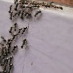 ants-on-a-plane-300×161